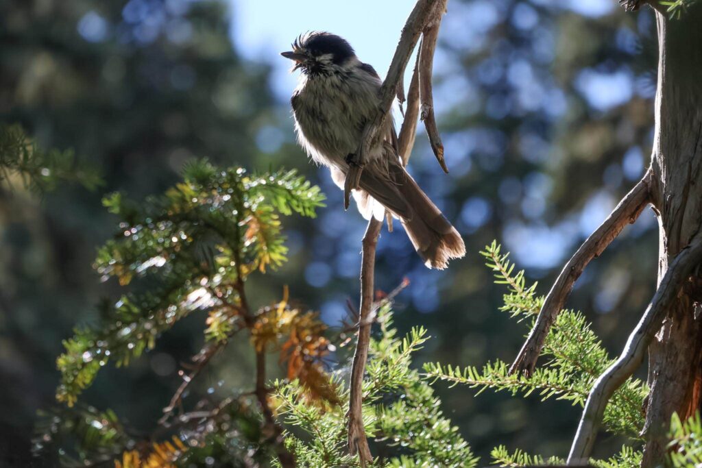 Mount Rainier National Park