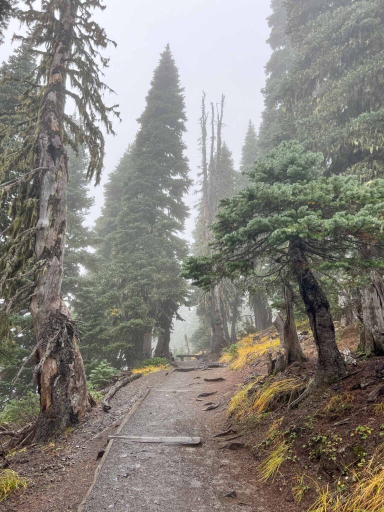 Wandelen in Olympic National Park 