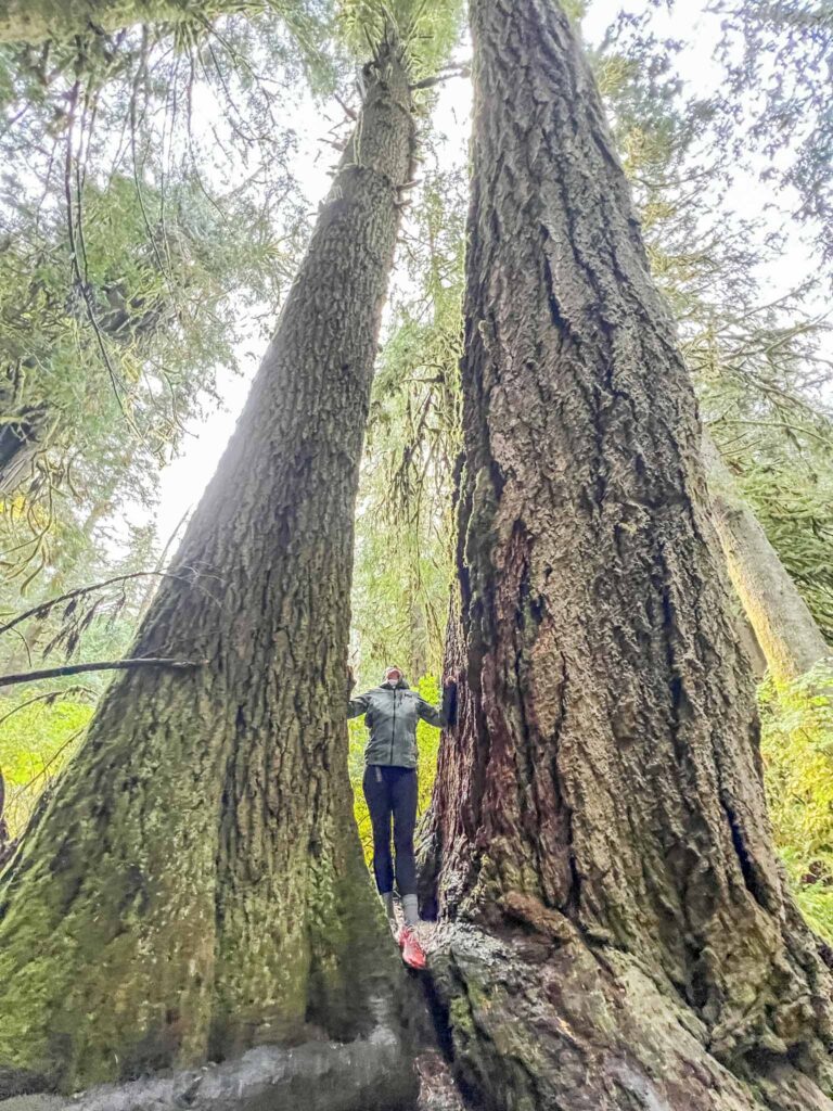 Marymere Falls in Olympic National Park 