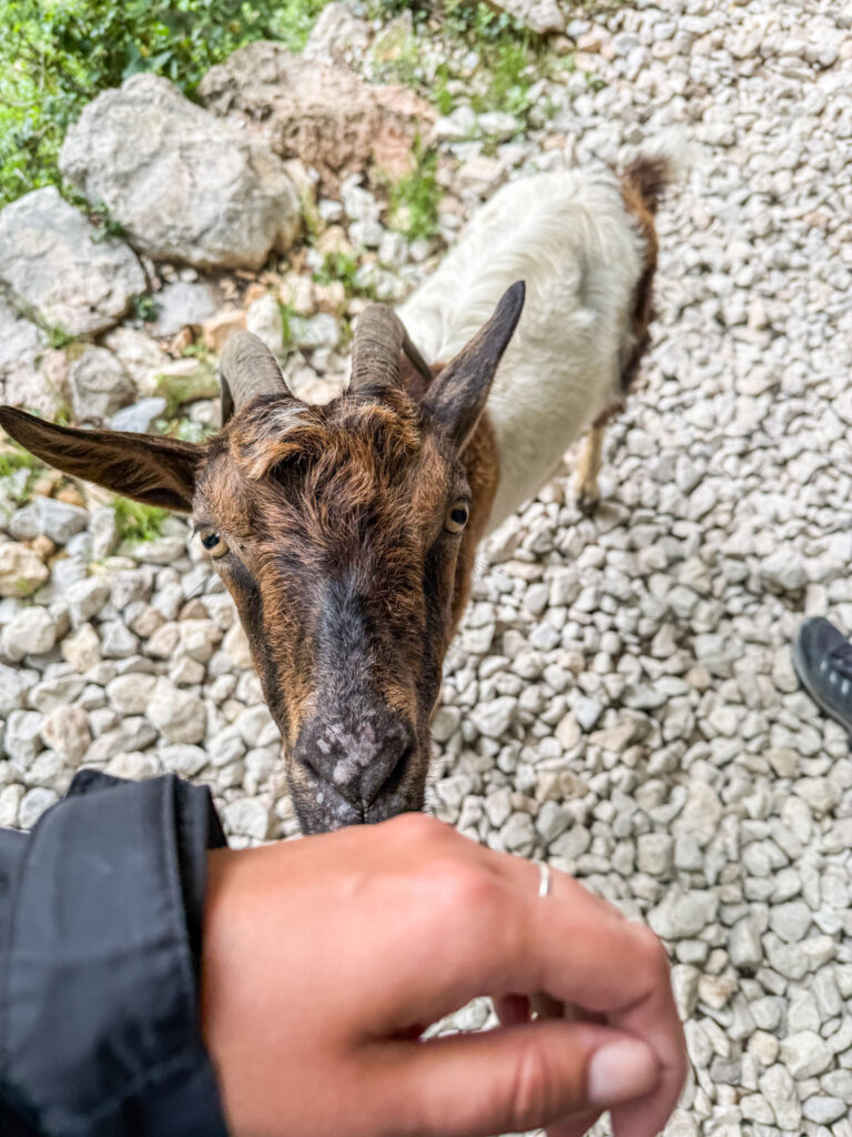 Dieren in Picos de Europa